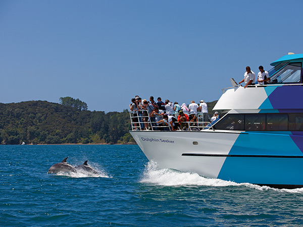 Dolphin watching cruise