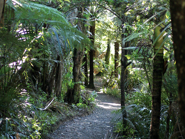 The Waitakere Ranges