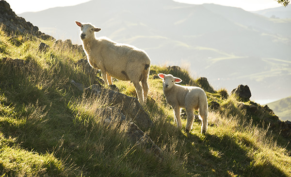 Wildlife is abundant  in the South Island town of Akaroa.