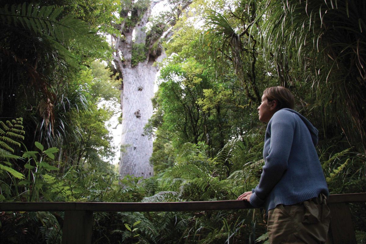 Backpacker Bus Hokianga Guide