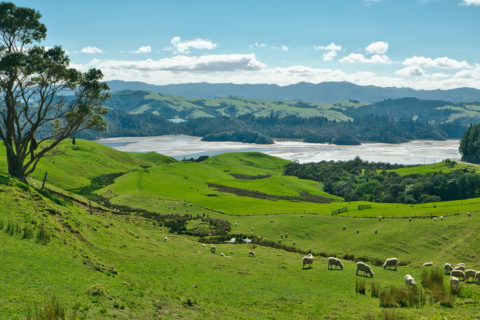 Backpacker Bus - North Island