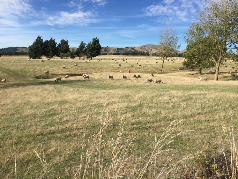 Backpacker Bus sheep